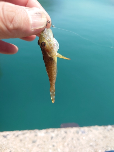 アナハゼの釣果