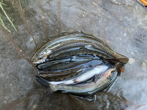 ニジマスの釣果