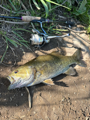 スモールマウスバスの釣果