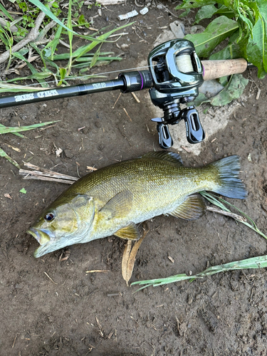 スモールマウスバスの釣果