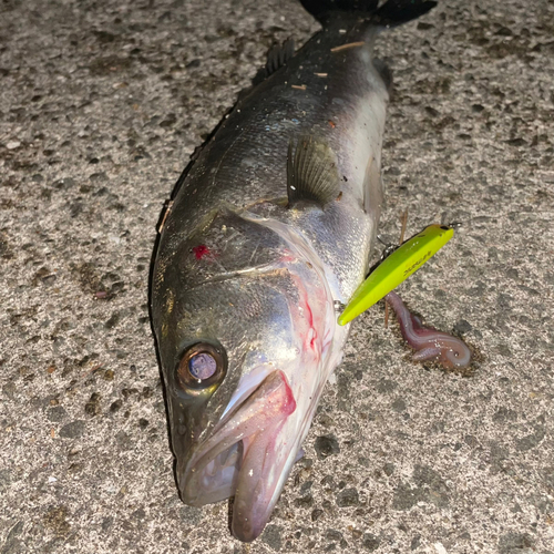 シーバスの釣果