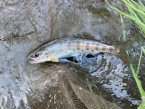 ヤマメの釣果