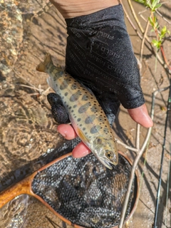 ヤマメの釣果