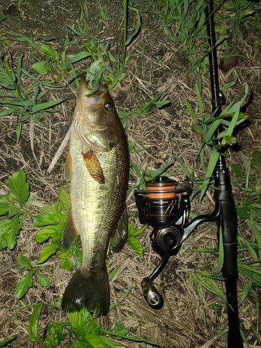 ラージマウスバスの釣果