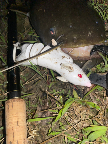 ナマズの釣果