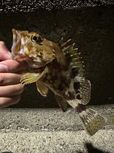 ガシラの釣果