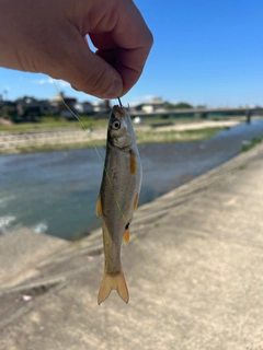 ウグイの釣果