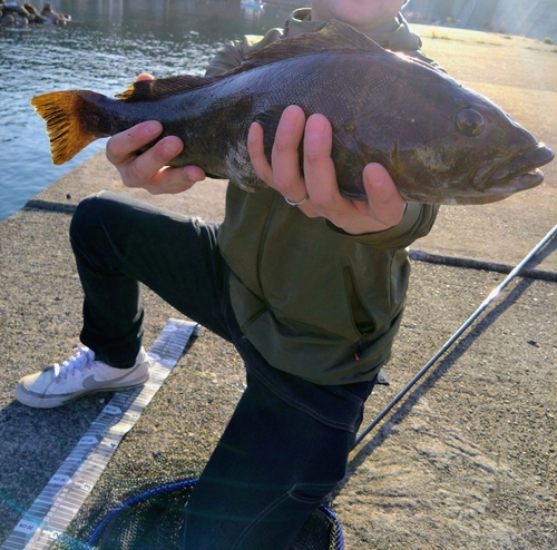 アイナメの釣果