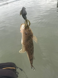 マゴチの釣果