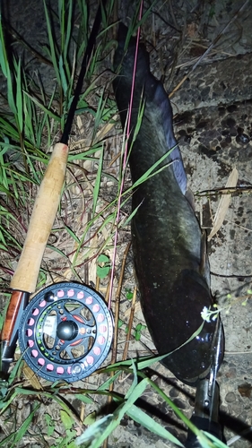 マナマズの釣果