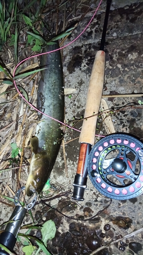 マナマズの釣果