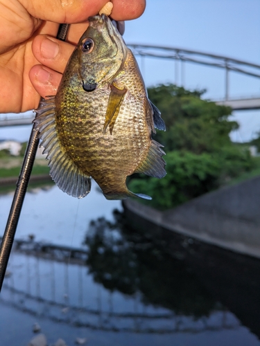 ブルーギルの釣果