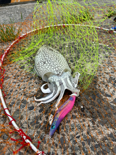 コウイカの釣果