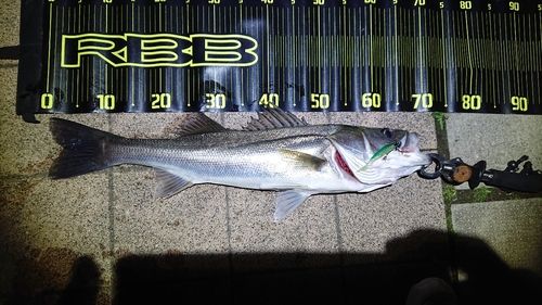 フッコ（マルスズキ）