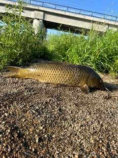 コイの釣果