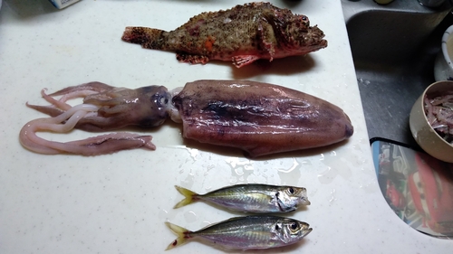 アジの釣果