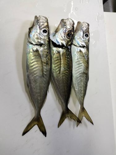 マアジの釣果