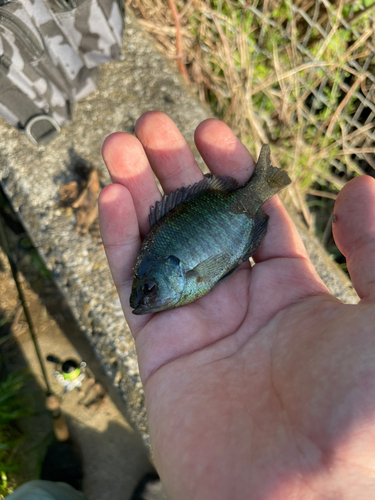 ブルーギルの釣果