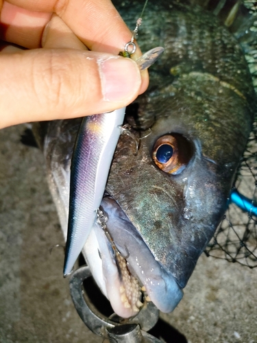 チヌの釣果