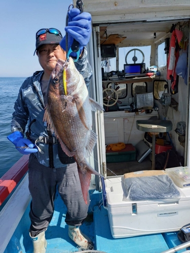 マダイの釣果