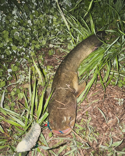 ナマズの釣果