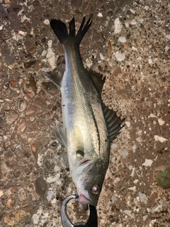 スズキの釣果