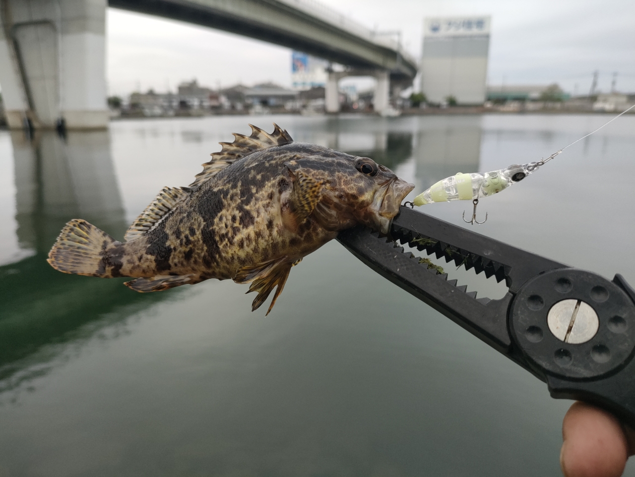 タケノコメバル