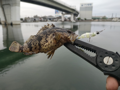 タケノコメバルの釣果