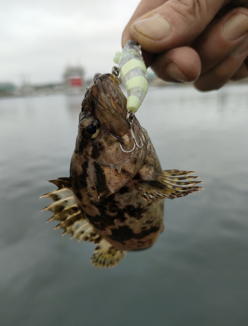 タケノコメバル