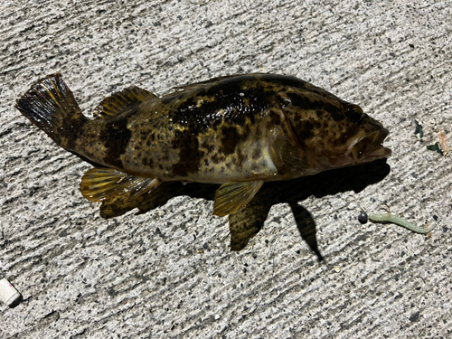 タケノコメバルの釣果