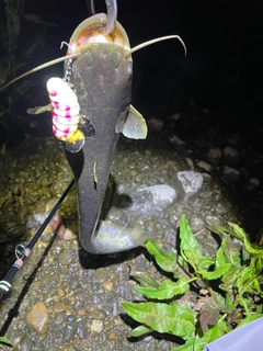 ニホンナマズの釣果