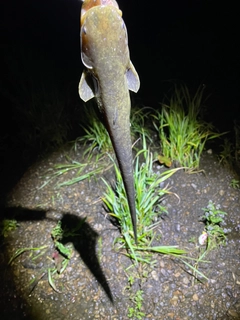 ニホンナマズの釣果