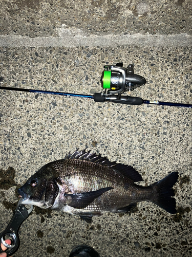 クロダイの釣果