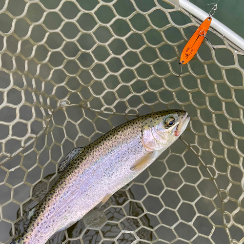 ニジマスの釣果