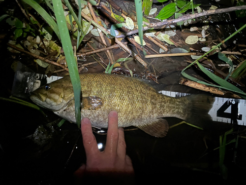 ブラックバスの釣果