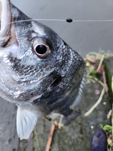 キビレの釣果