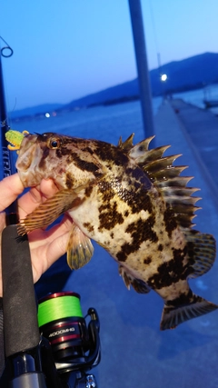 ベッコウゾイの釣果