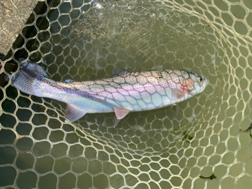 FISH UP 秋川湖