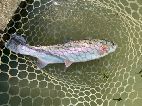 ニジマスの釣果