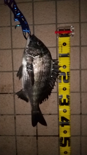 クロダイの釣果