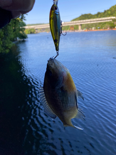 ブルーギルの釣果