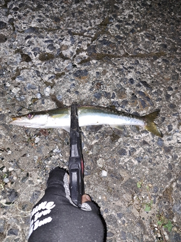 カマスの釣果