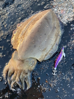 コウイカの釣果