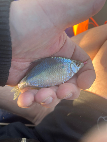 タナゴの釣果