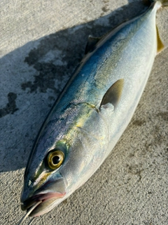 イナダの釣果