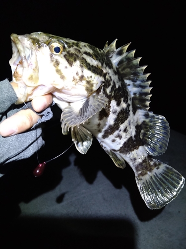 ベッコウゾイの釣果