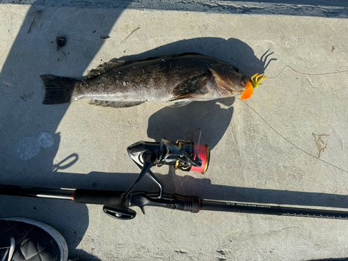 アイナメの釣果