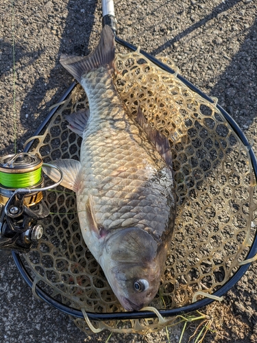 ギンブナの釣果