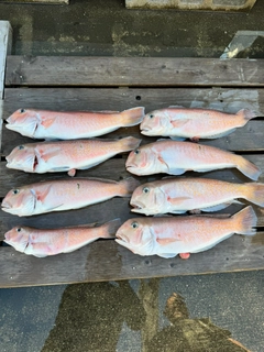 シロアマダイの釣果