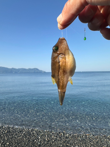 キタマクラの釣果